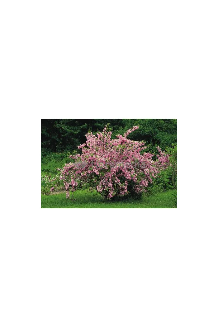 Krzewuszka cudowna 'Pink Princess' Weigela florida