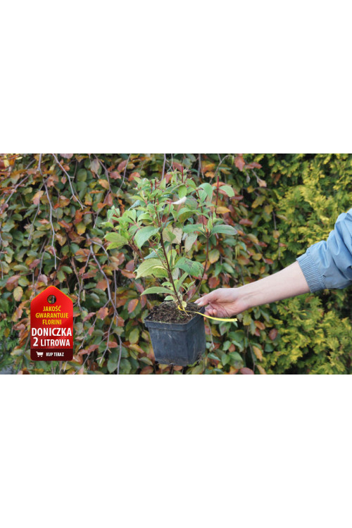 Krzewuszka cudowna 'Pink Princess' Weigela florida