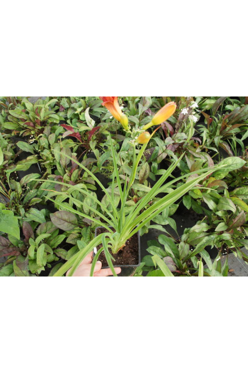 Liliowiec 'Lotus Position' Hemerocallis