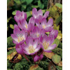 Zimowit 'The Giant' Colchicum