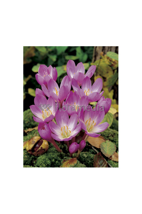 Zimowit 'The Giant' Colchicum