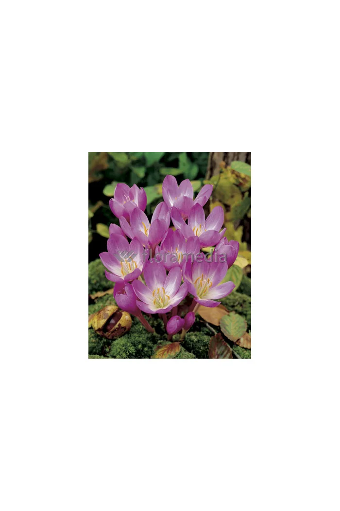 Zimowit 'The Giant' Colchicum