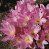 Zimowit 'The Giant' Colchicum