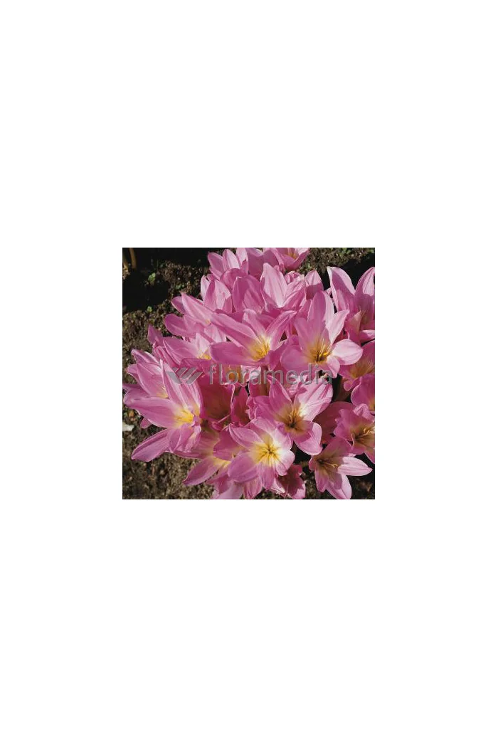 Zimowit 'The Giant' Colchicum