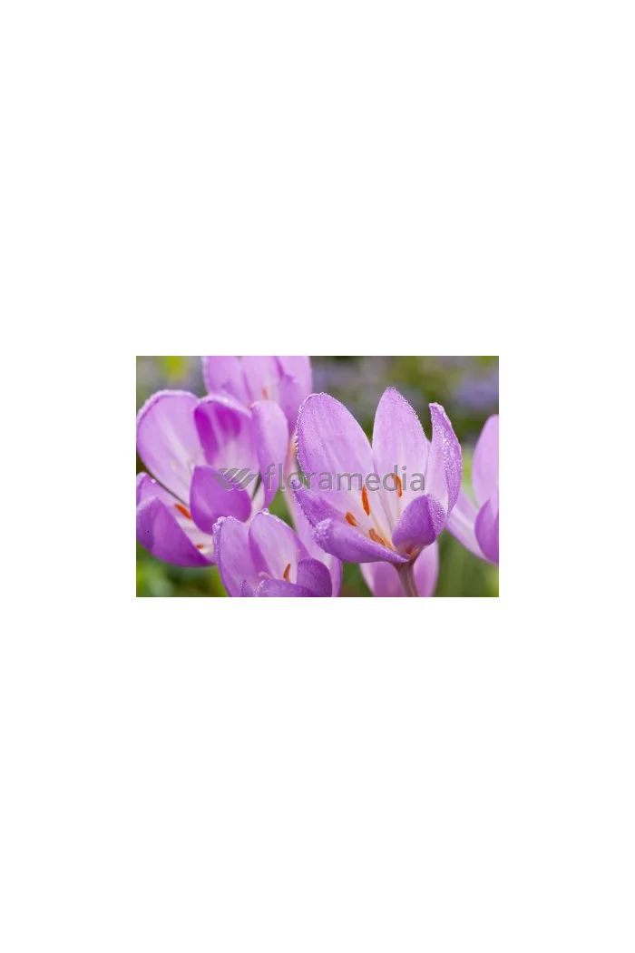 Zimowit 'The Giant' Colchicum