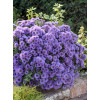 Aster nowoangielski 'Purple Dome' | Aster novae-angliae