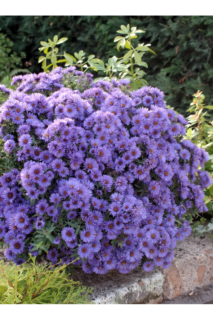 Aster nowoangielski 'Purple Dome' | Aster novae-angliae