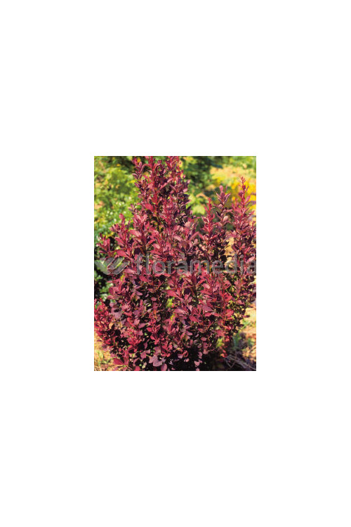 Berberys Thunberga 'Red Pillar' | Berberis thunbergii