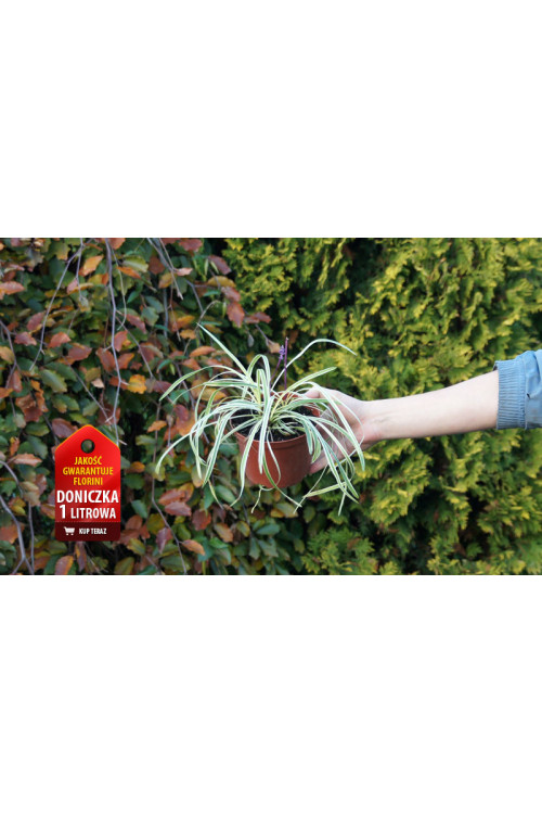 Liriope szafirkowe 'Variegata' Liriope muscari