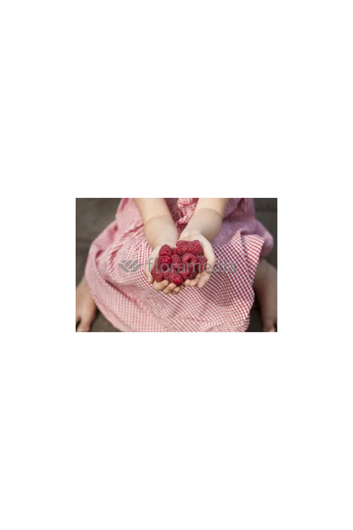 Malina 'Pokusa' | Rubus idaeus