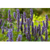 Kłosowiec fenkułowy 'Blue Fortune' | Agastache foeniculum