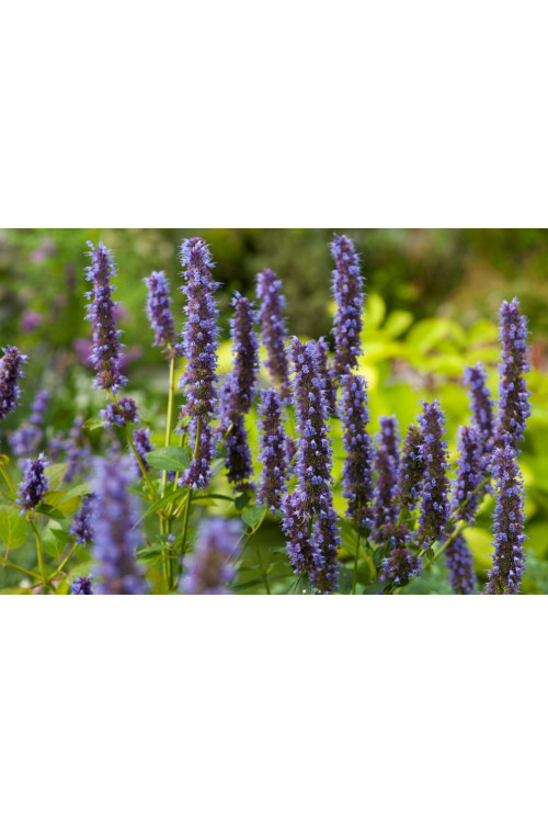 Kłosowiec fenkułowy 'Blue Fortune' | Agastache foeniculum