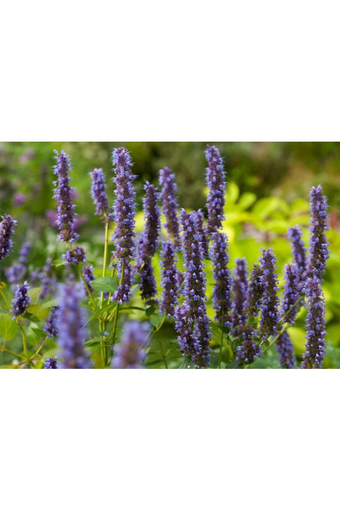 Kłosowiec fenkułowy 'Blue Fortune' | Agastache foeniculum