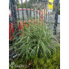 Miskant chiński 'Strictus' | Miscanthus sinensis