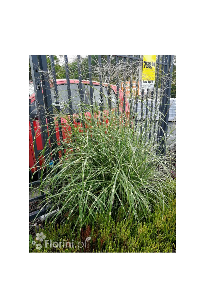 Miskant chiński 'Strictus' | Miscanthus sinensis