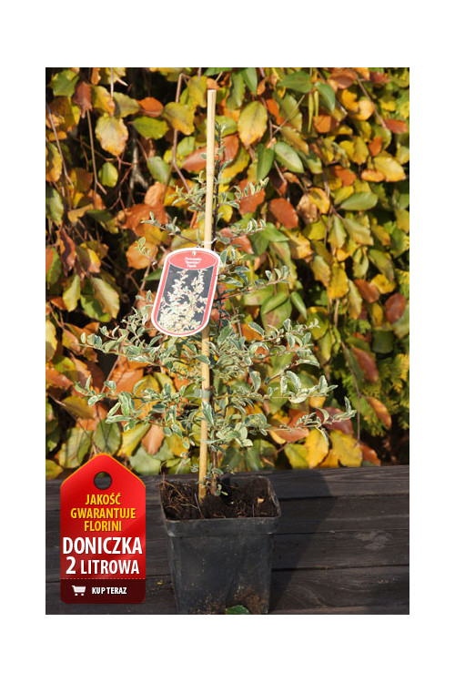 Ognik szkarłatny 'Mohave Silver' | Pyracantha coccinea