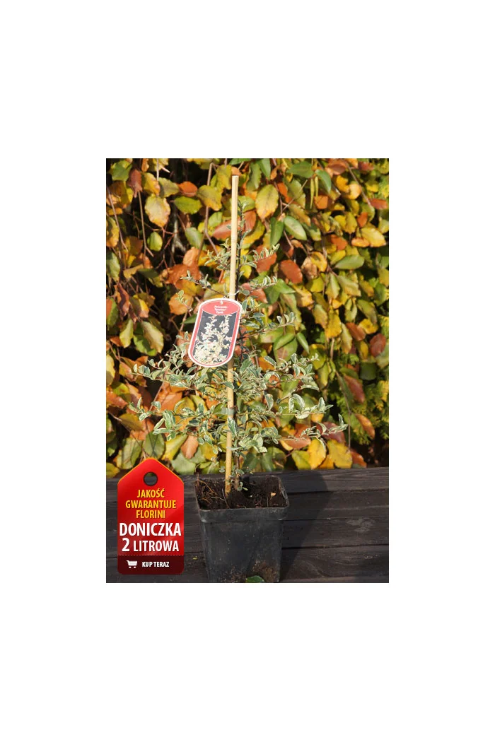 Ognik szkarłatny 'Mohave Silver' | Pyracantha coccinea