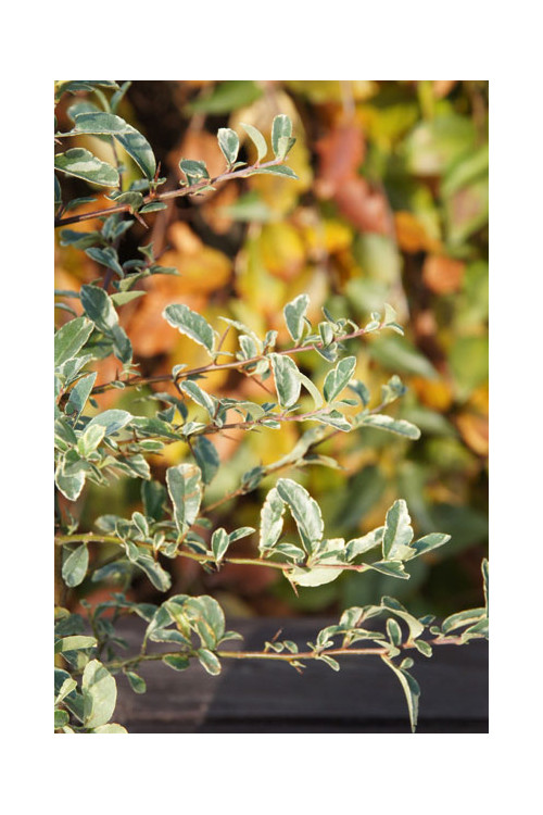 Ognik szkarłatny 'Mohave Silver' | Pyracantha coccinea