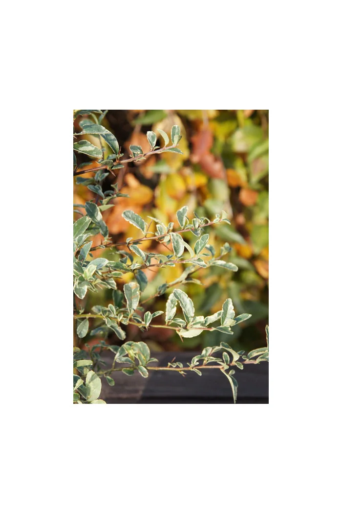 Ognik szkarłatny 'Mohave Silver' | Pyracantha coccinea