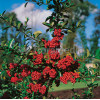 Ognik szkarłatny 'Mohave Silver' | Pyracantha coccinea