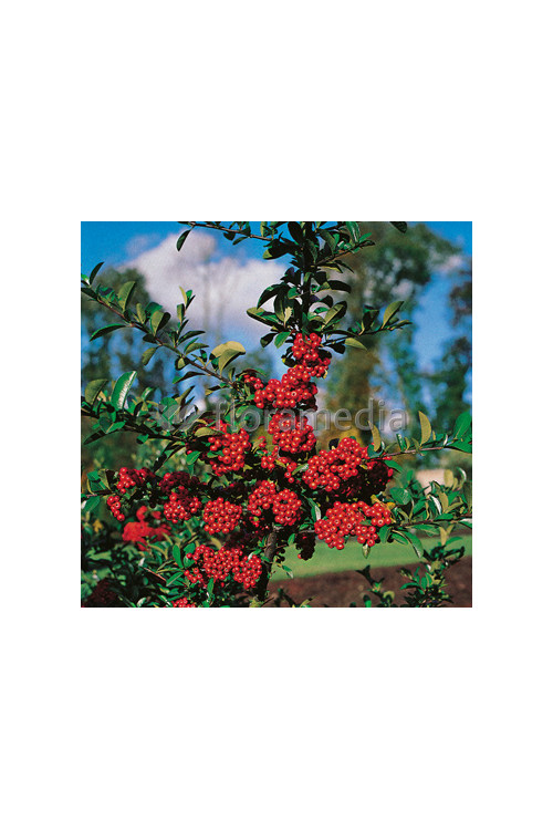 Ognik szkarłatny 'Mohave Silver' | Pyracantha coccinea