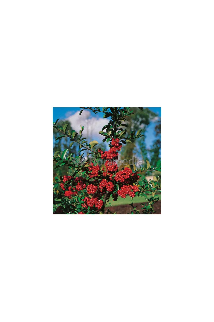 Ognik szkarłatny 'Mohave Silver' | Pyracantha coccinea