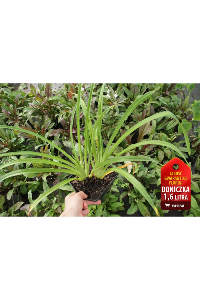 Liliowiec 'Darla Anita' Hemerocallis