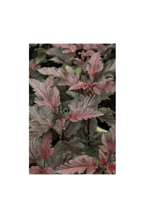 Pęcherznica kalinolistna 'Lady in Red' ('Tuilad') | Physocarpus opulifolius