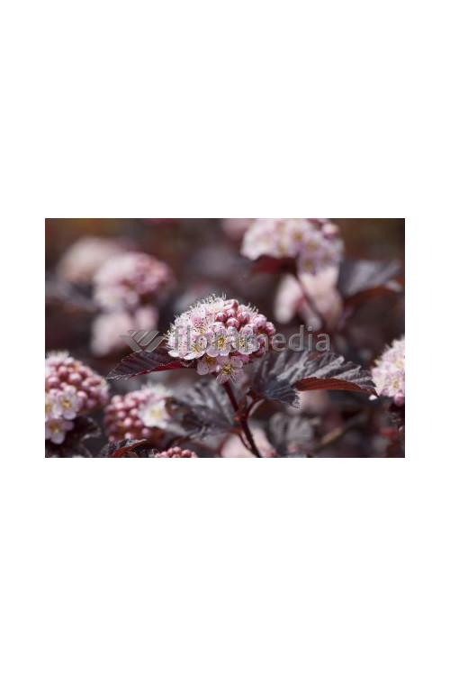 Pęcherznica kalinolistna 'Lady in Red' ('Tuilad') | Physocarpus opulifolius