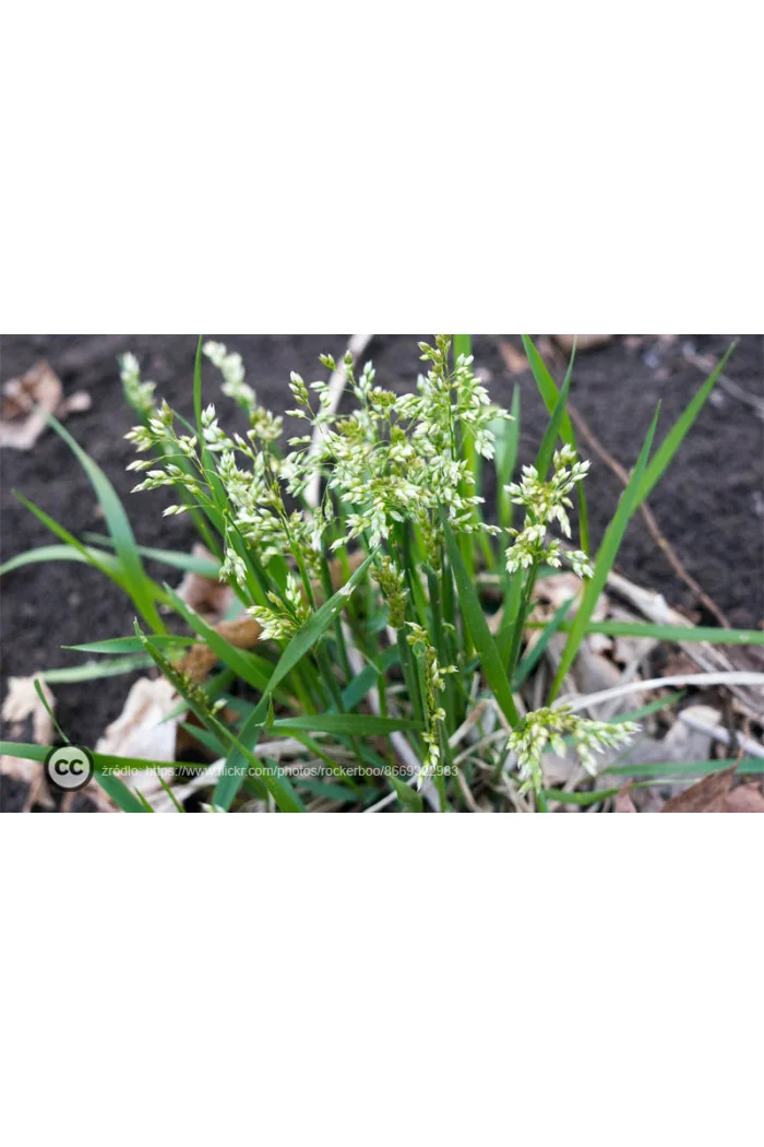 Trawa żubrowa (Żubrówka) | Hierochloe odorata