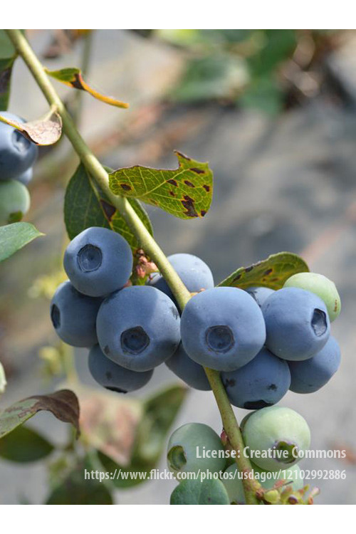 Borówka amerykańska, owoce borówki, borówka wcześnie owocująca, smaczne owoce, borówka Nelson, sadzonki borówki