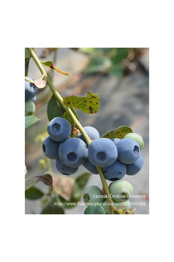 Borówka amerykańska, owoce borówki, borówka wcześnie owocująca, smaczne owoce, borówka Nelson, sadzonki borówki