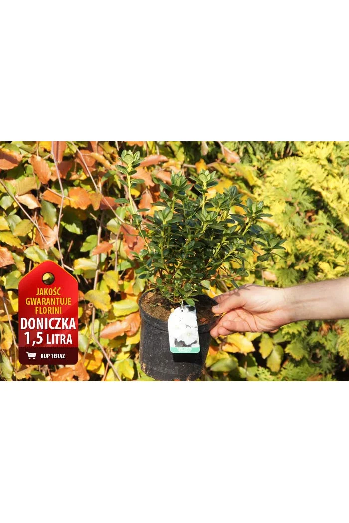 Azalia japońska 'Blue Danube' Azalea japonica