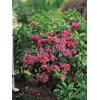 Kalmia szerokolistna 'Heart's Desire' Kalmia latifolia