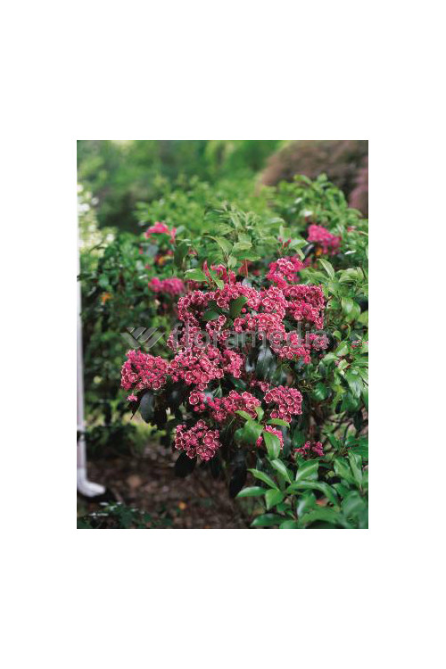 Kalmia szerokolistna 'Heart's Desire' Kalmia latifolia