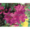 Azalia japońska 'Blue Danube' Azalea japonica