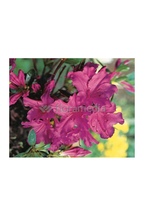 Azalia japońska 'Blue Danube' Azalea japonica