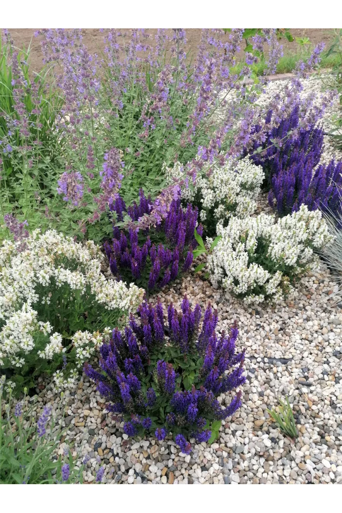 Szałwia Sensation 'Compact White' | Salvia