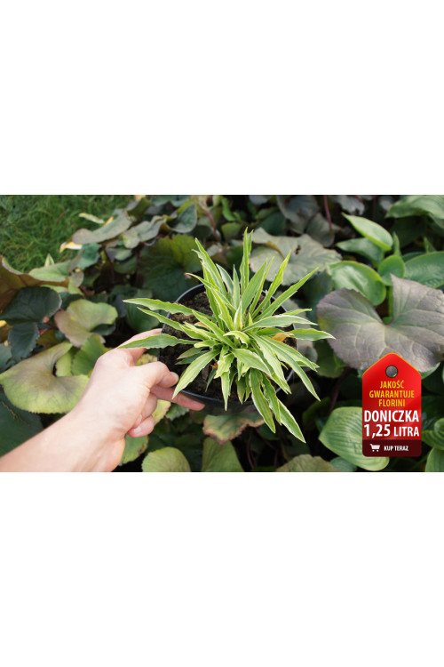 Funkia 'Stiletto' Hosta