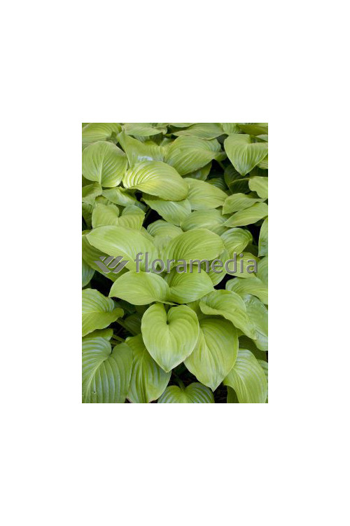 Funkia babkolistna 'Grandiflora' Hosta plantaginea