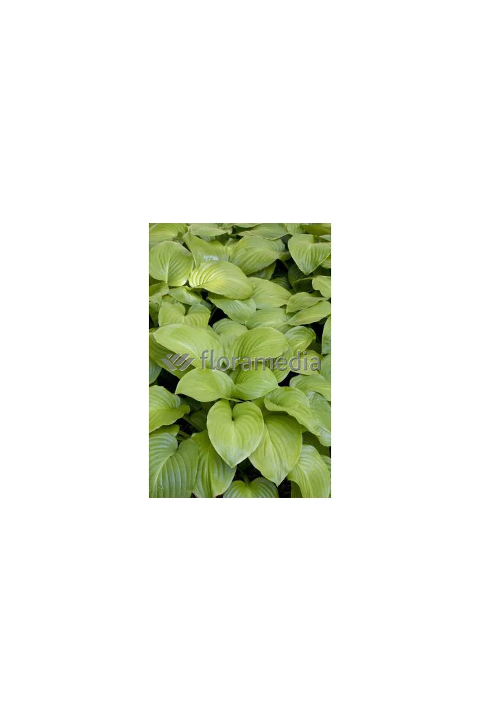 Funkia babkolistna 'Grandiflora' Hosta plantaginea