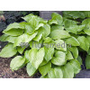 Funkia babkolistna 'Grandiflora' Hosta plantaginea