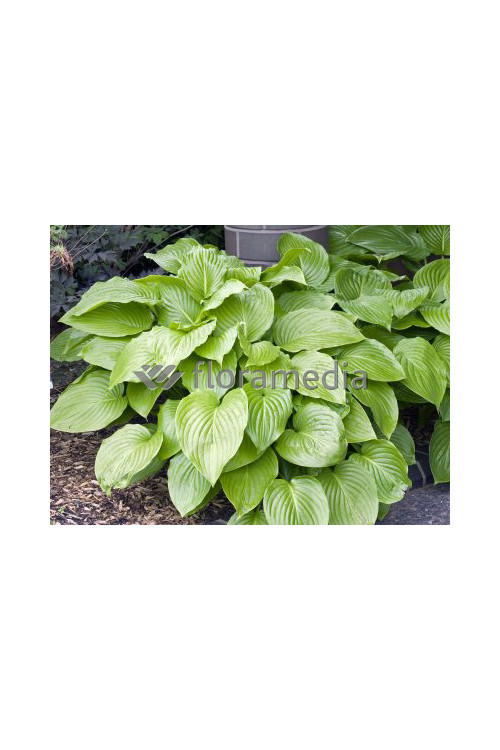 Funkia babkolistna 'Grandiflora' Hosta plantaginea
