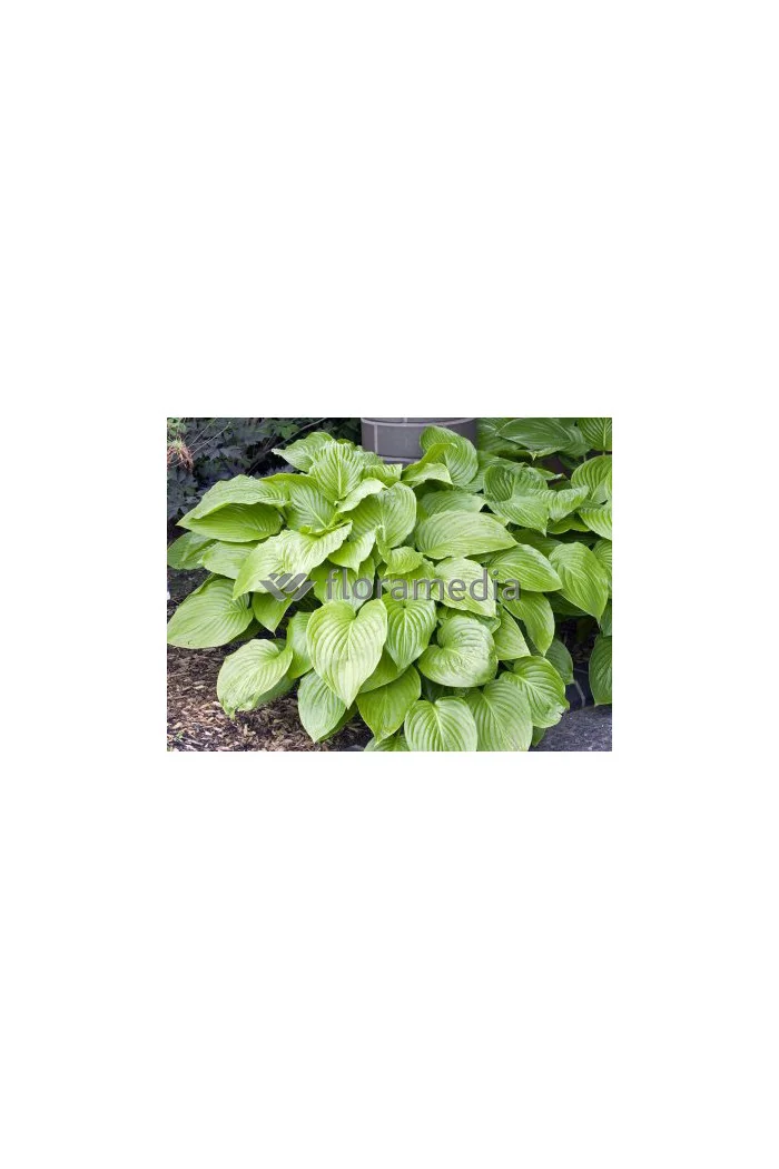Funkia babkolistna 'Grandiflora' Hosta plantaginea