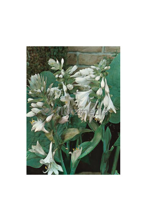 Funkia babkolistna 'Grandiflora' Hosta plantaginea