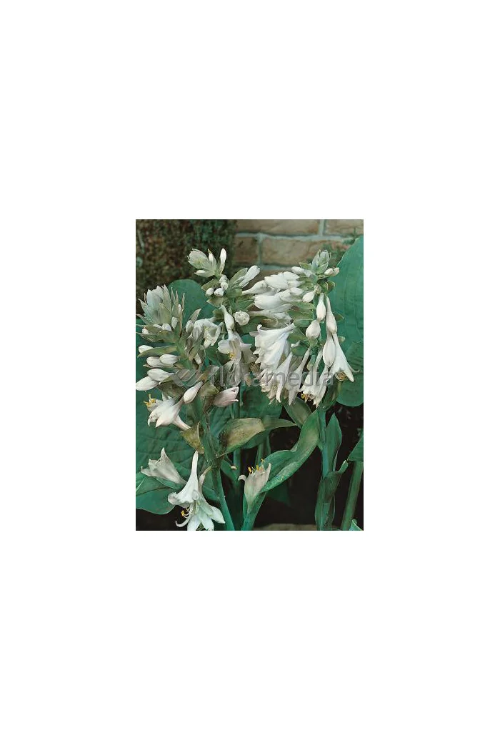 Funkia babkolistna 'Grandiflora' Hosta plantaginea