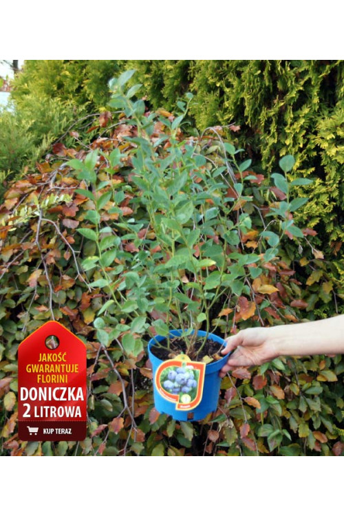 Borówka wysoka (amerykańska) 'Bluegold' Vaccinium corymbosum