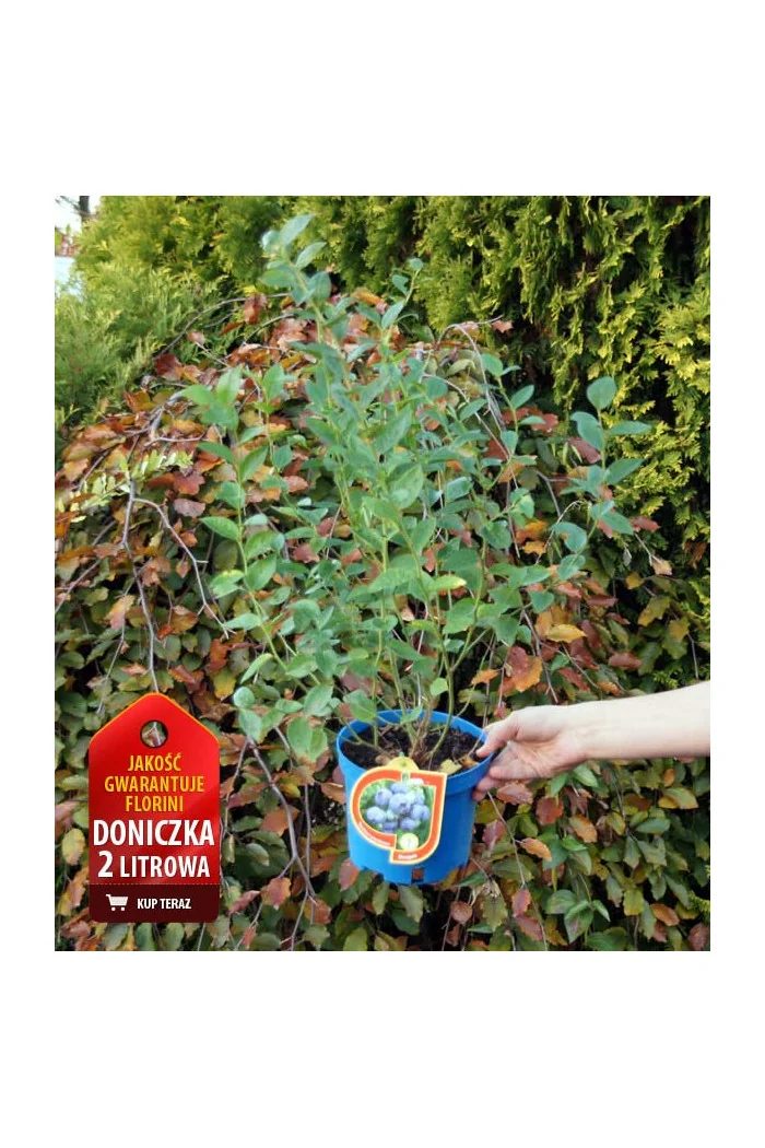 Borówka wysoka (amerykańska) 'Bluegold' Vaccinium corymbosum