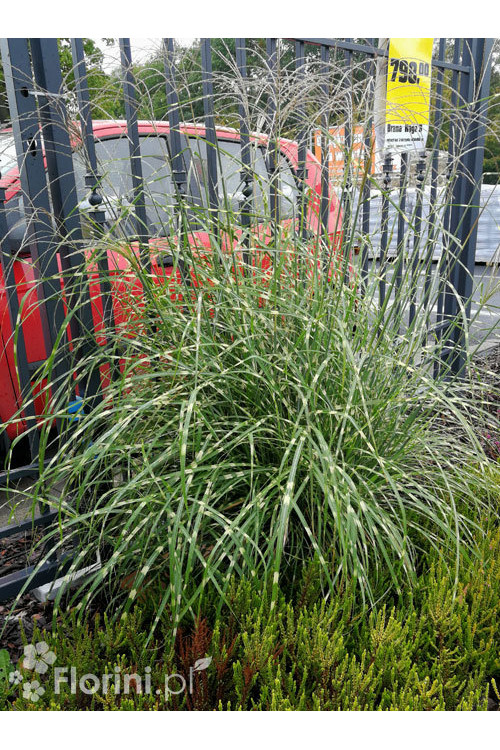 Miskant chiński 'Punktchen' | Miscanthus sinensis