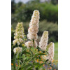 Budleja Dawida 'White Profusion' | Buddleja dawidii